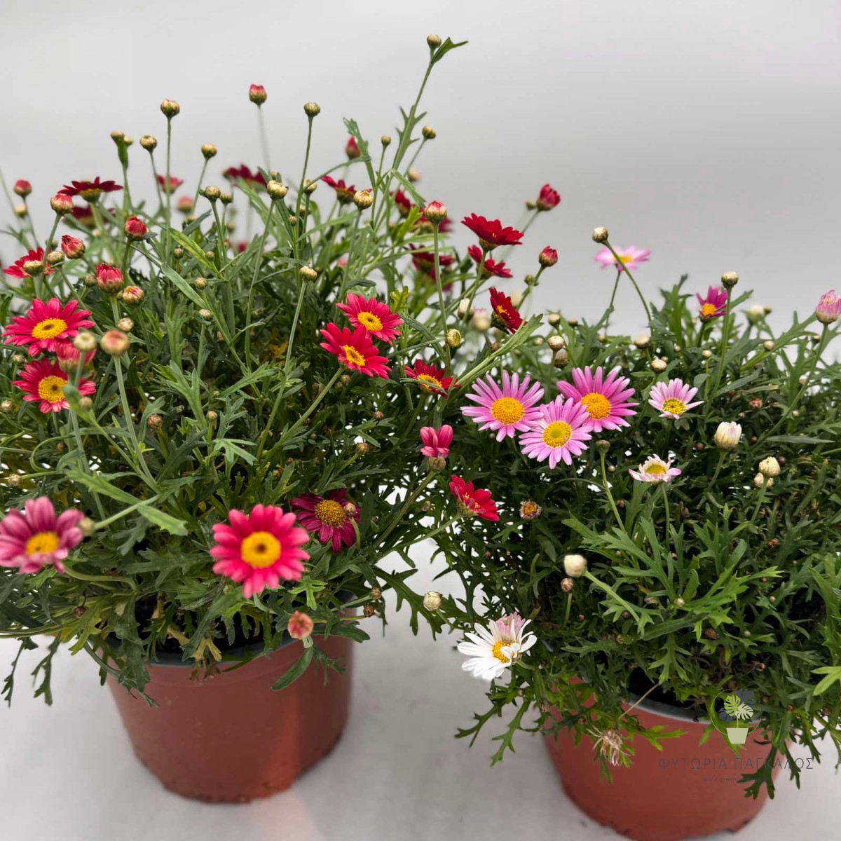 Αργυράνθεμο (Argyranthemum frutescens) | Ανθοφόρος Μαργαρίτα με Πολύμηνη Ανθοφορία - 2 lt